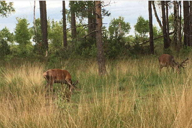 Deer 2 5-6-2020.jpg