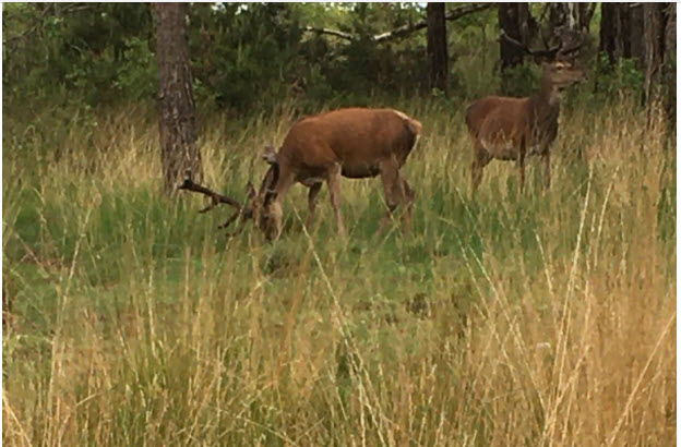 Deer 5-6-2020.jpg
